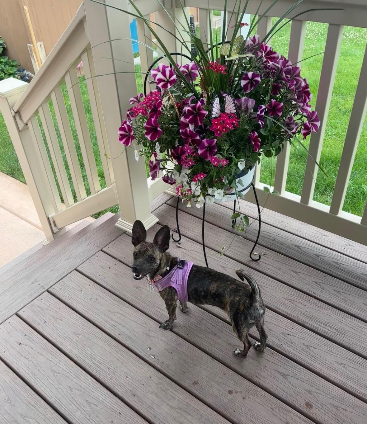 Enlarge Lucy, a ADOPTABLE mixed breed in Akron, NY image 3/5