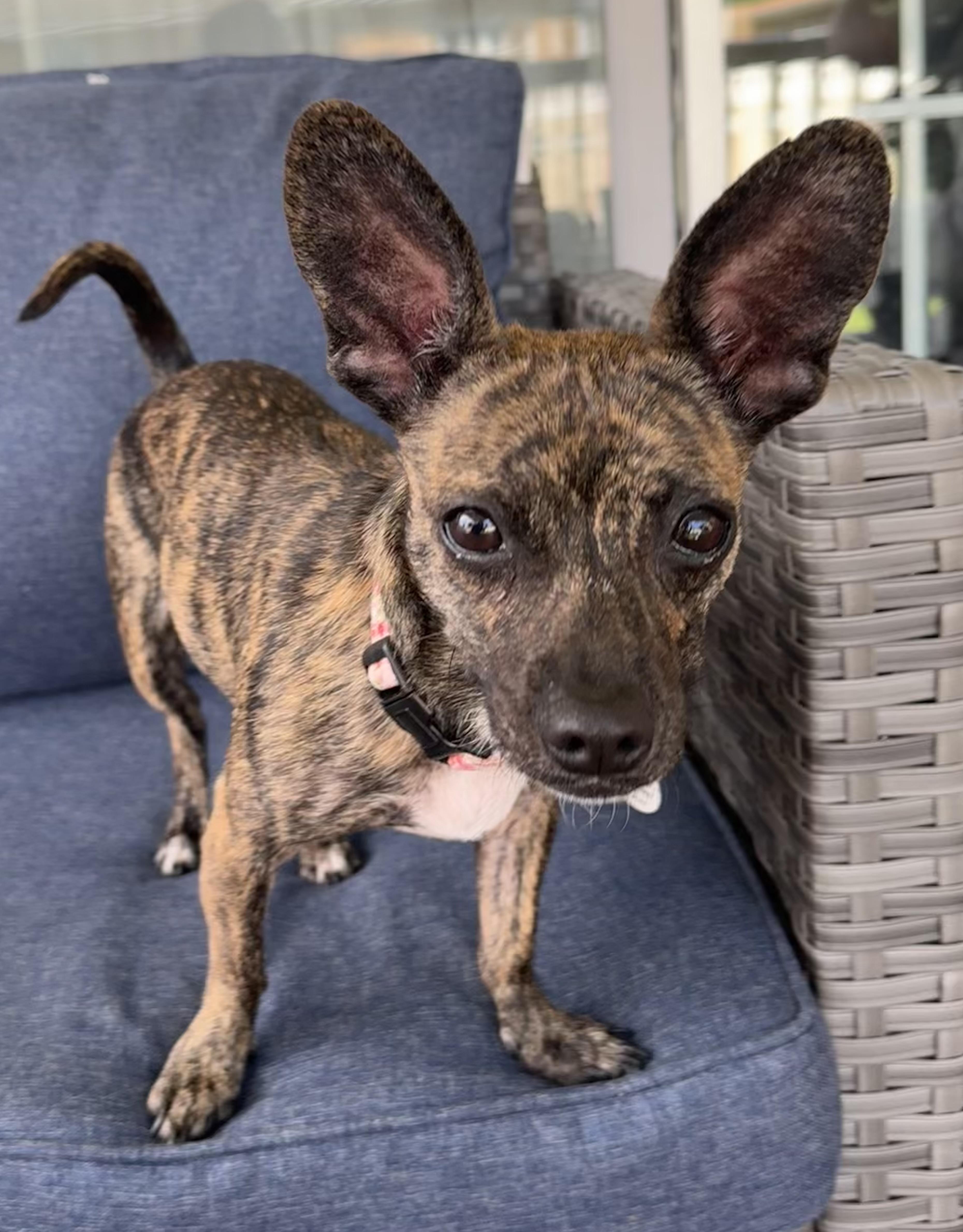 Enlarge Lucy, a ADOPTABLE mixed breed in Akron, NY image 2/5