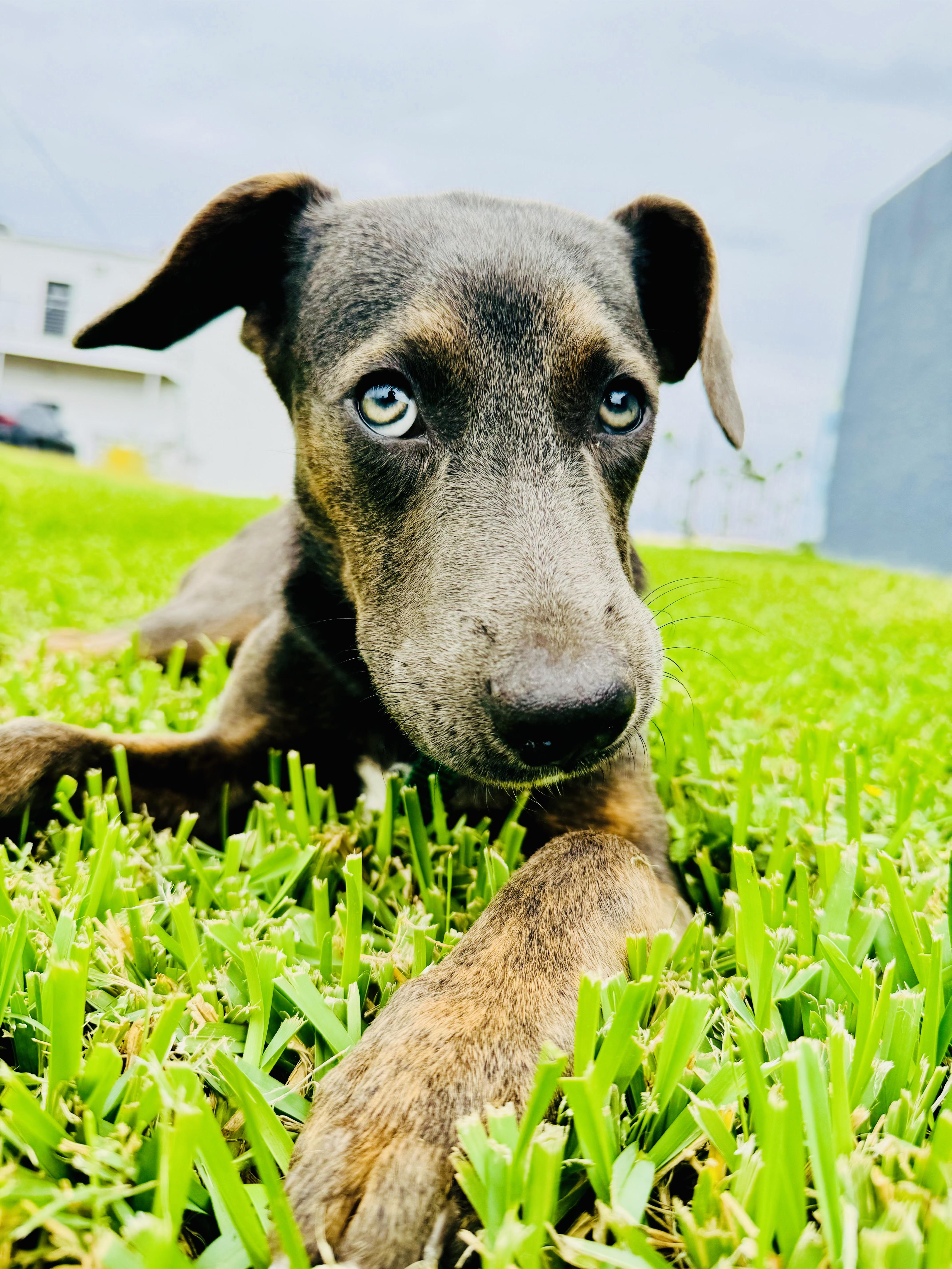 Enlarge Mulan, a Adoptable mixed breed in Burnsville , MN image 1/6