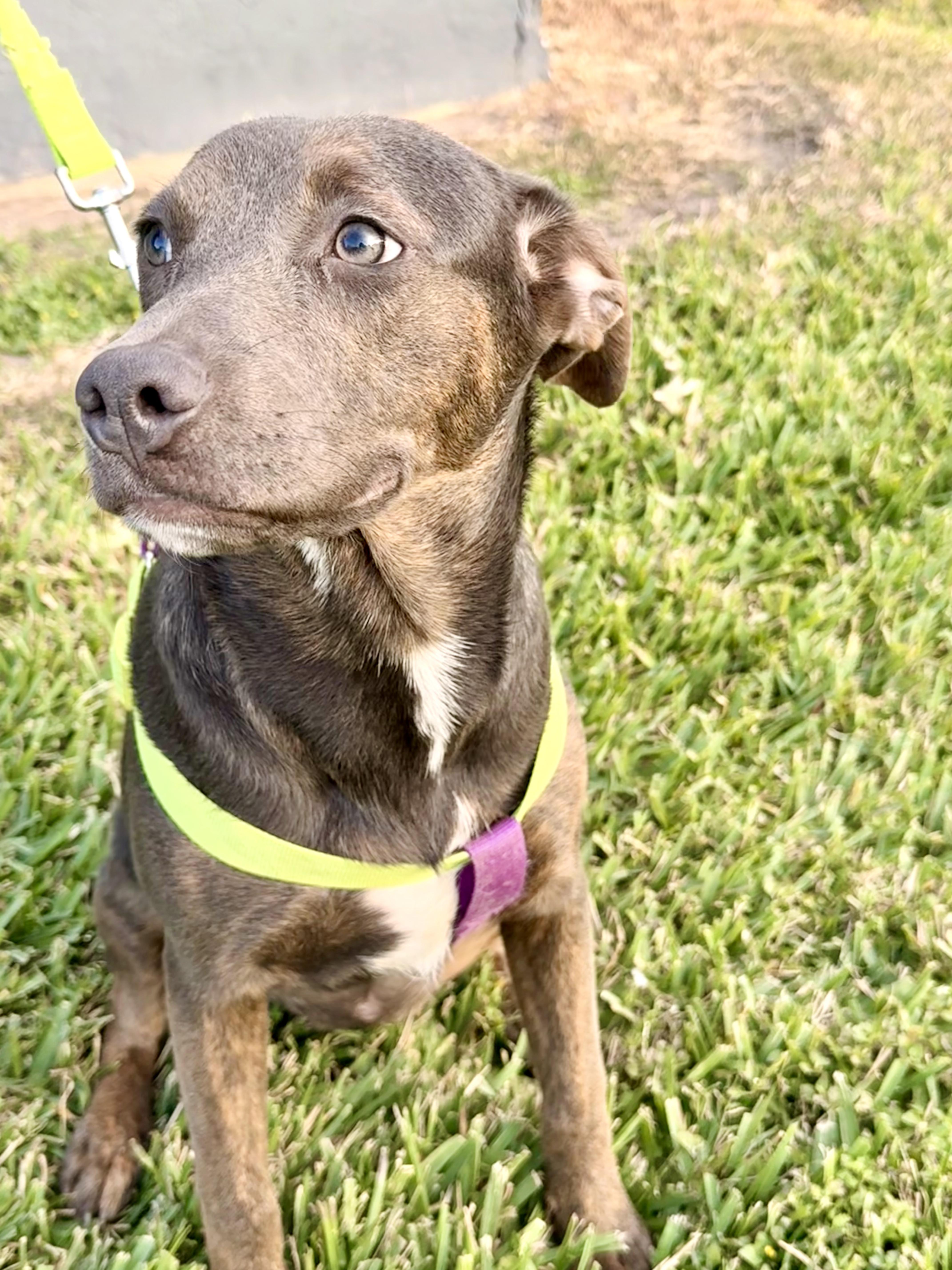Mulan, Adoptable, Young Female Weimaraner.