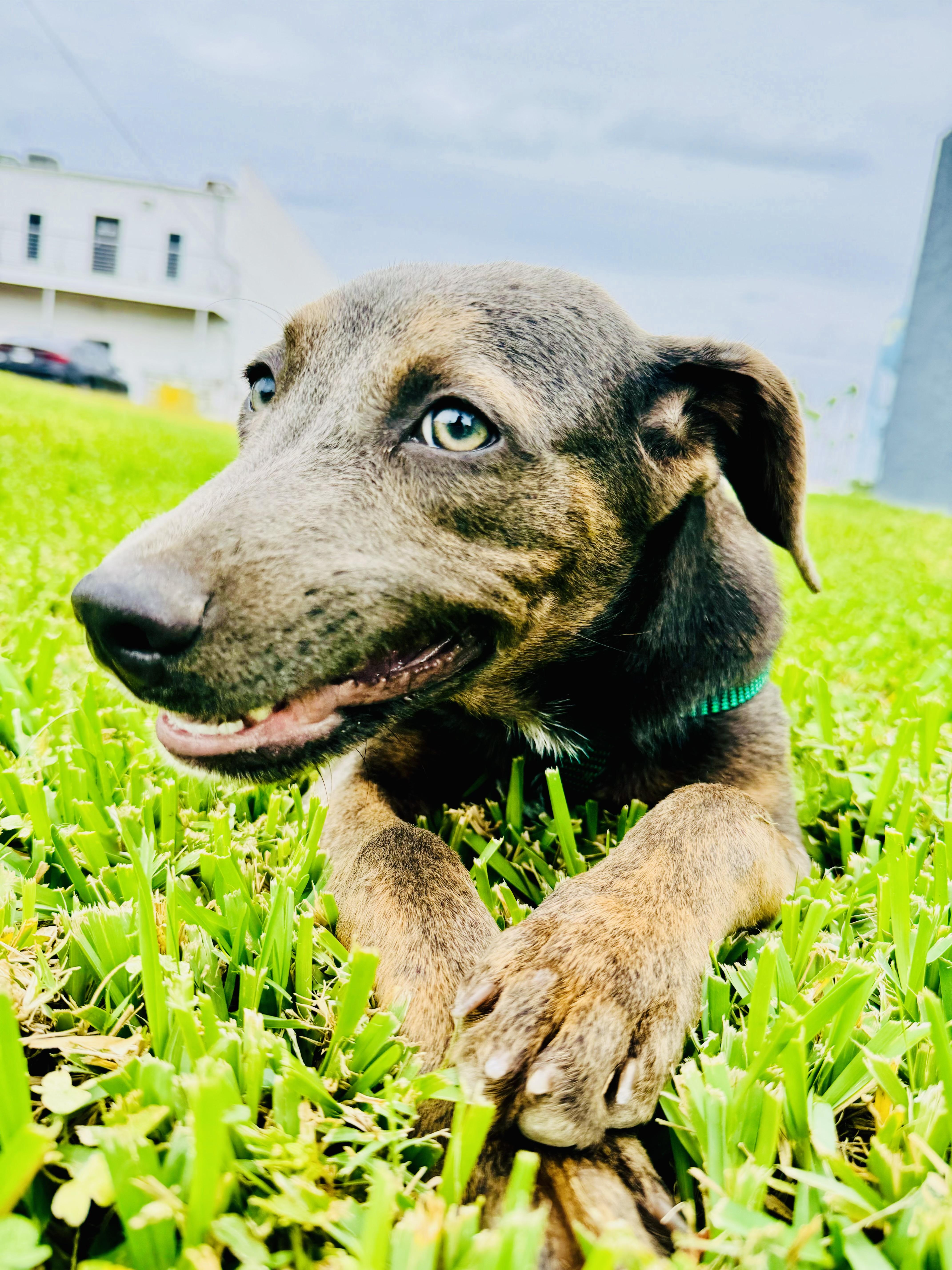 Enlarge Mulan, a Adoptable mixed breed in Burnsville , MN image 4/6