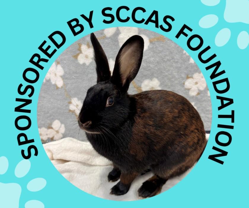 Enlarge BON-BON*, a Adoptable Bunny Rabbit in Santa Cruz, CA image 1/1