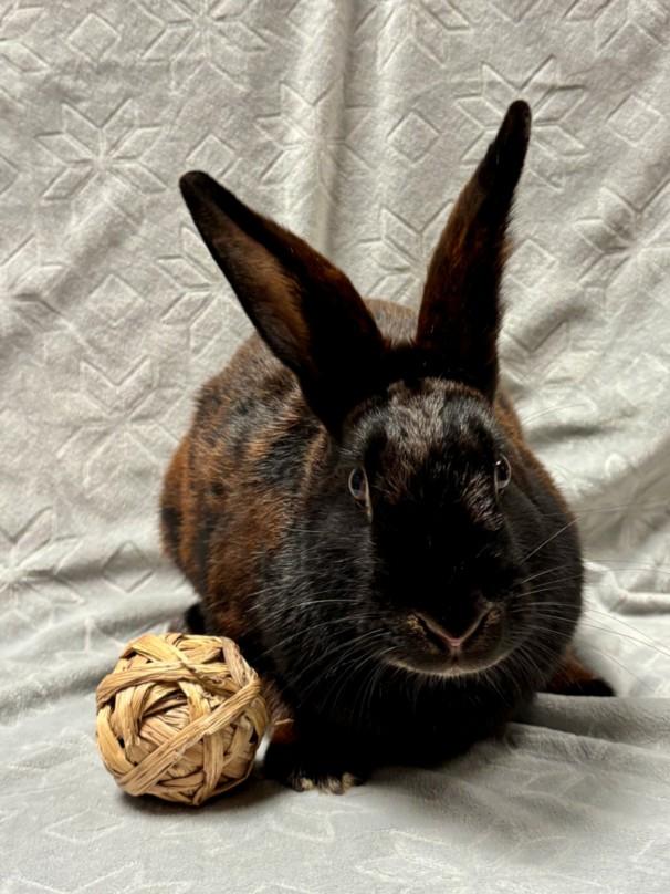 BON-BON*, Adoptable, Adult Female Bunny Rabbit.