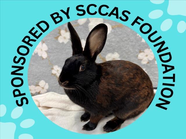 Enlarge BON-BON*, a Adoptable Bunny Rabbit in Santa Cruz, CA image 1/1