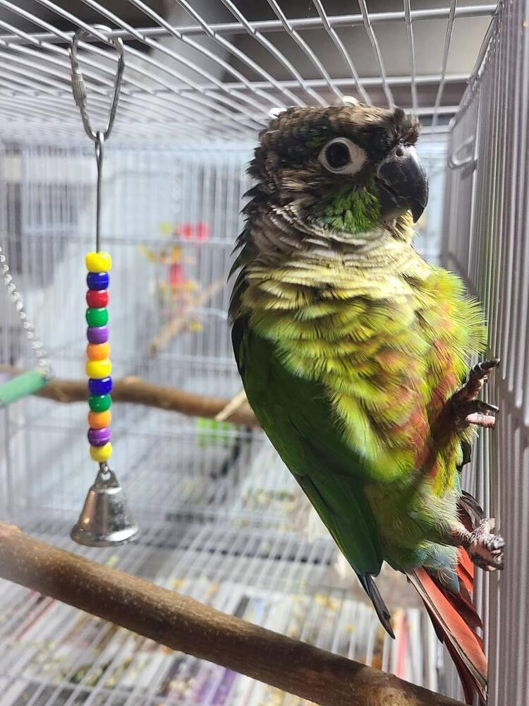 Clove, Adoptable, Adult Male Conure.