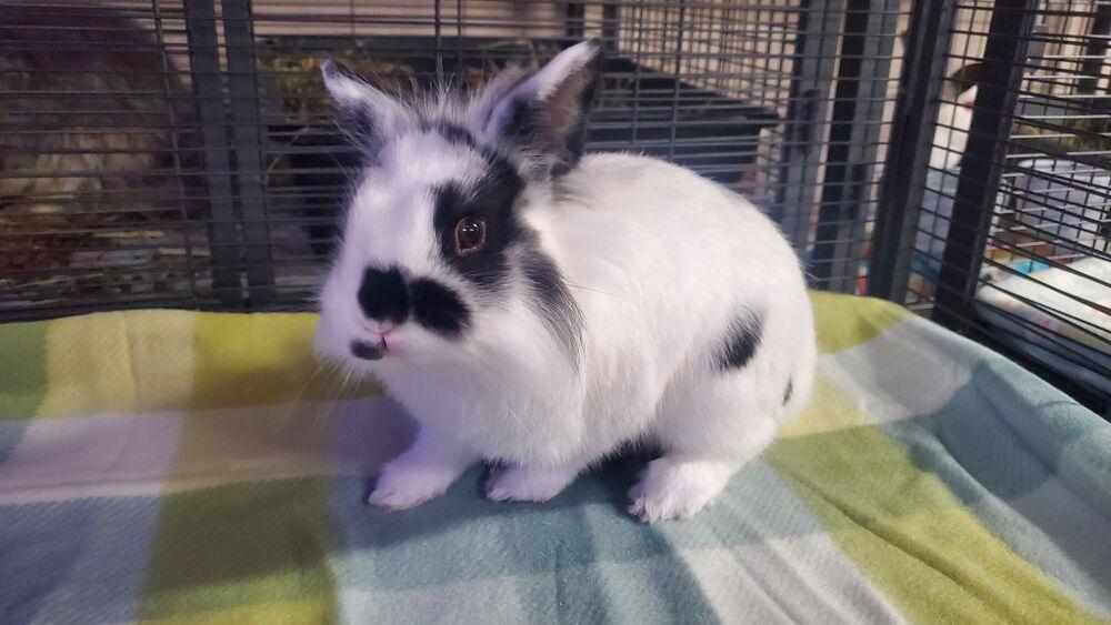 Starlight, Adoptable, Adult Male Lionhead & Dwarf.