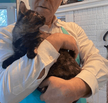 Tory, Adoptable, Adult Female Domestic Short Hair & Tortoiseshell.