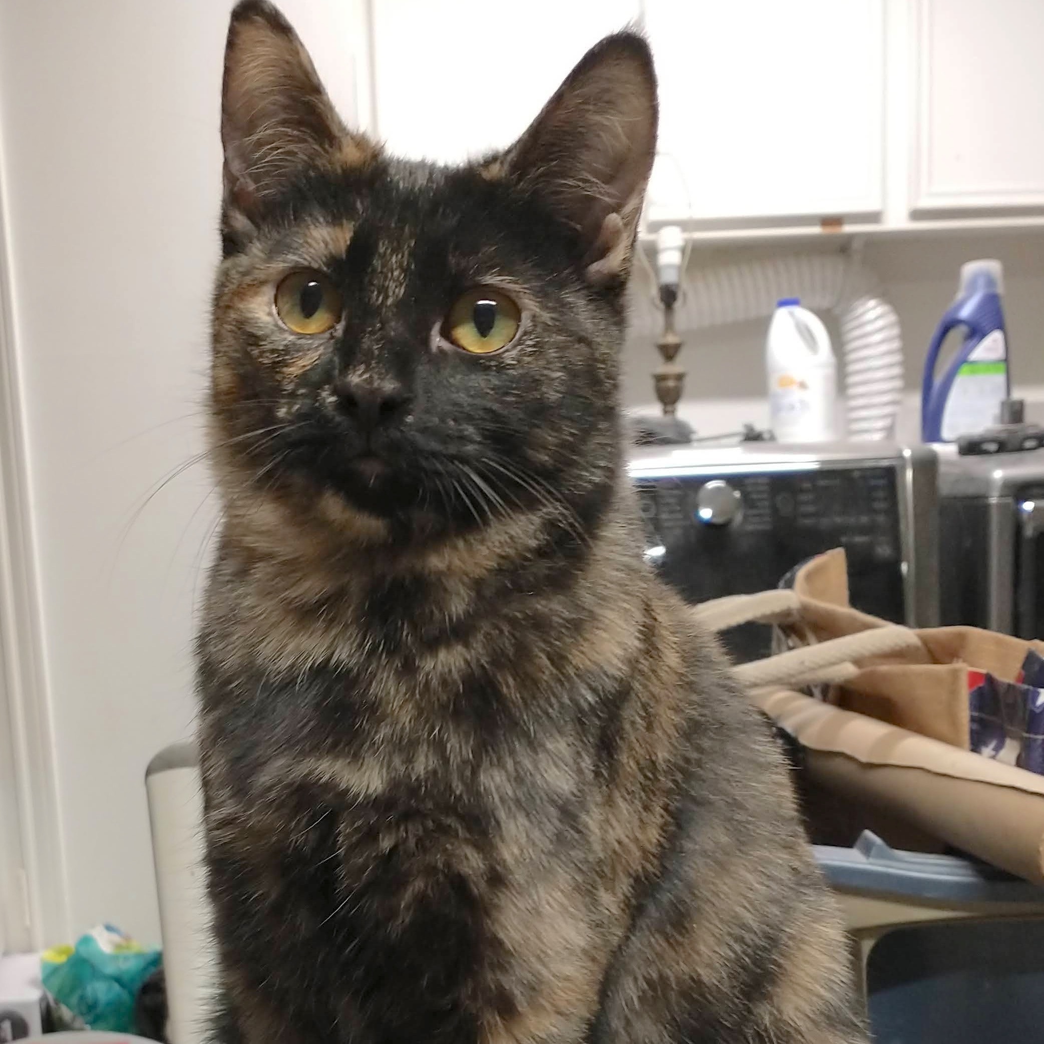 Enlarge Tory, a Adoptable mixed breed in Houston, TX image 2/6