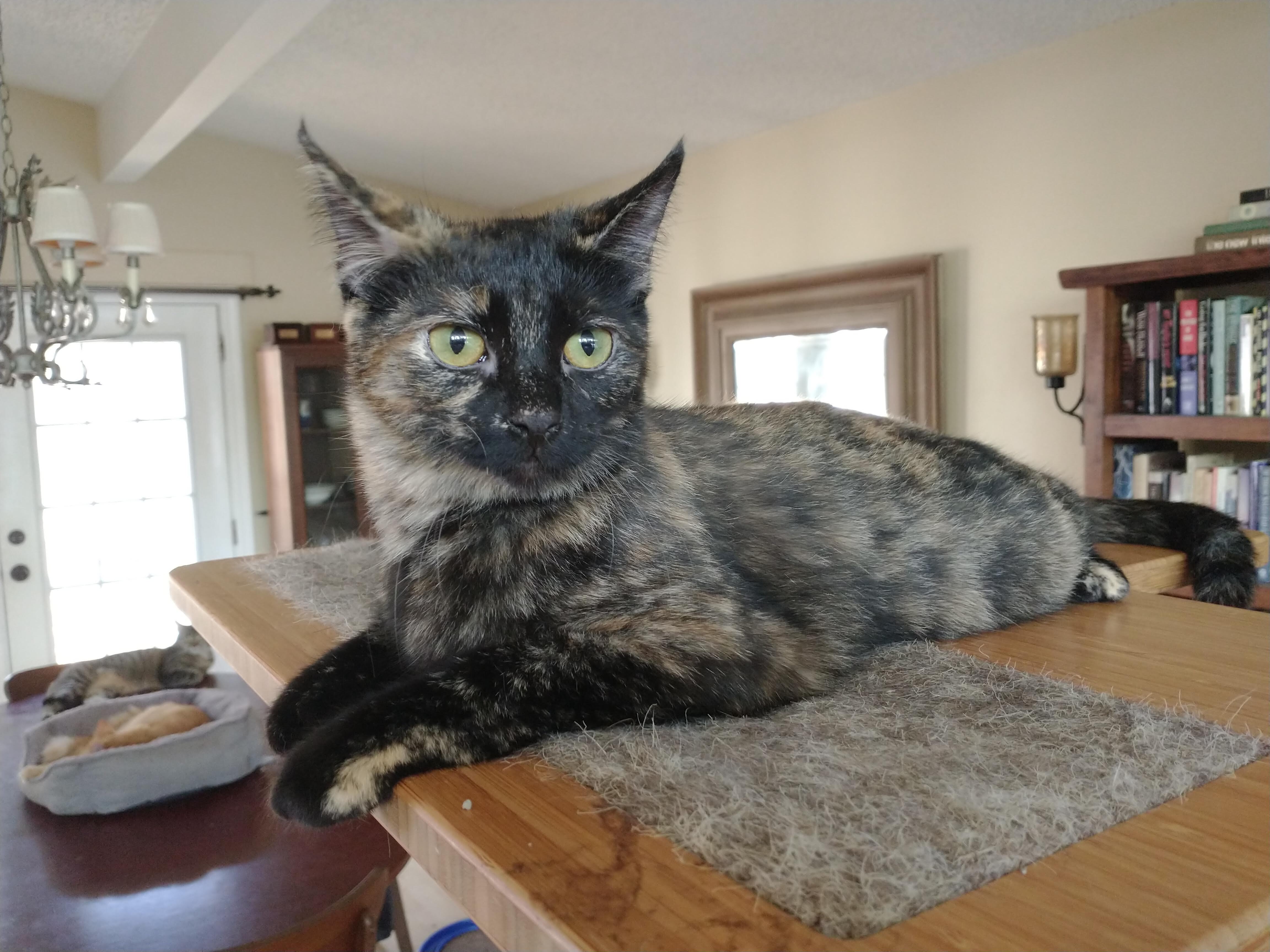 Enlarge Tory, a Adoptable mixed breed in Houston, TX image 3/6