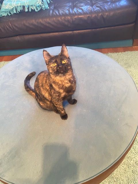 Enlarge Tory, a Adoptable mixed breed in Houston, TX image 4/6