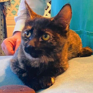 Enlarge Tory, a Adoptable mixed breed in Houston, TX image 5/6