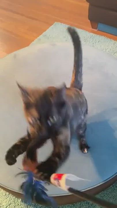 Enlarge Tory, a Adoptable mixed breed in Houston, TX video 6/6