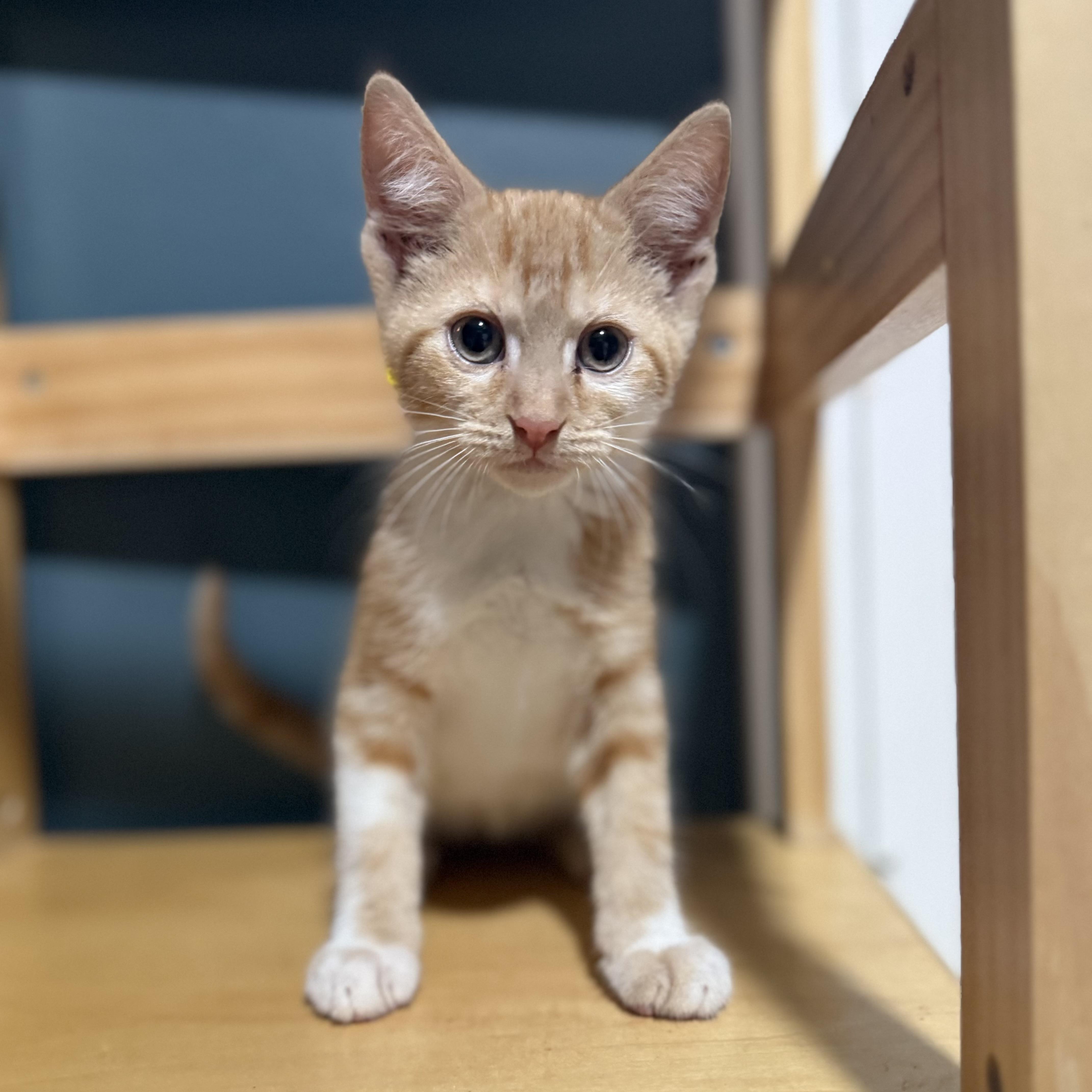 Ford Bronco, ADOPTABLE, Kitten Male Domestic Short Hair.