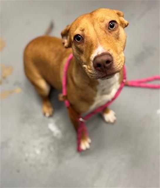 Enlarge CINDY LOU, a Adoptable Pit Bull Terrier in Peoria, IL image 1/1