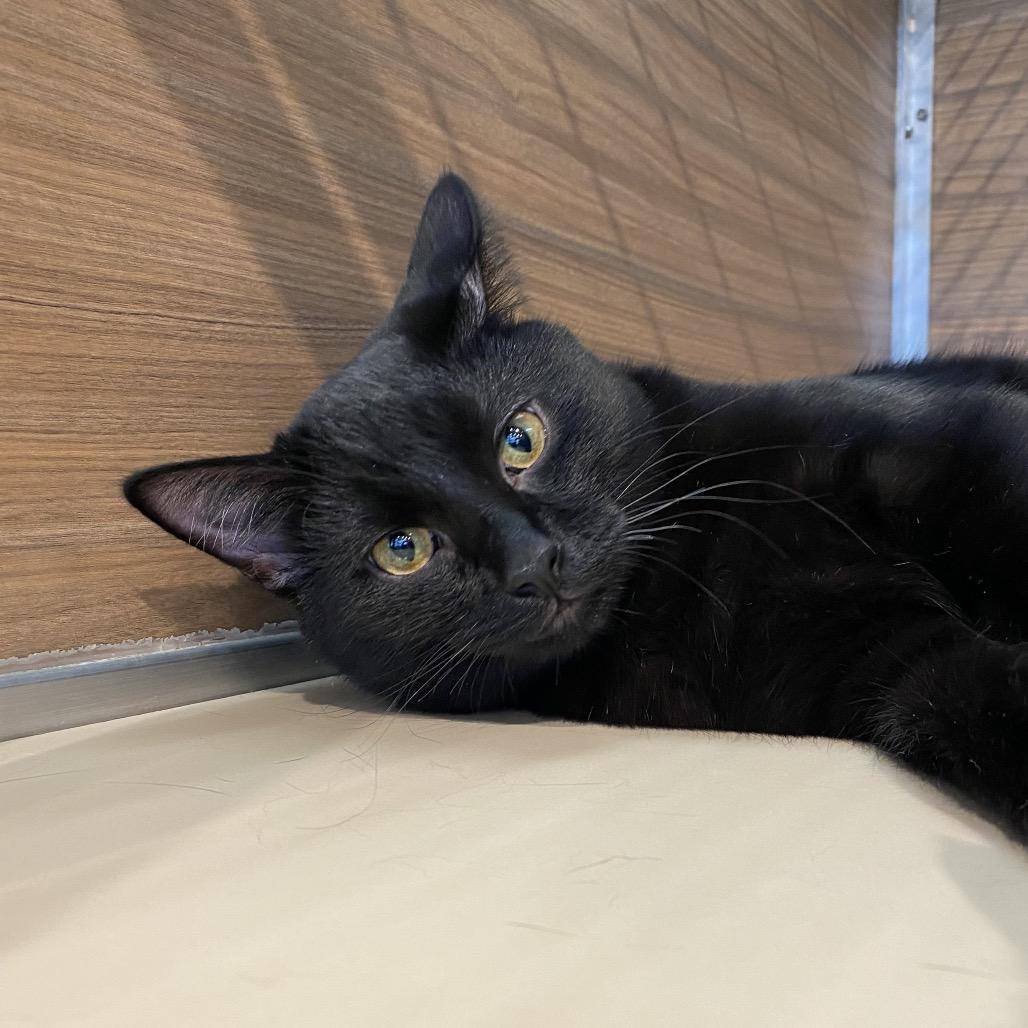 Enlarge Levi, a Adoptable Domestic Short Hair in Leander, TX image 1/5