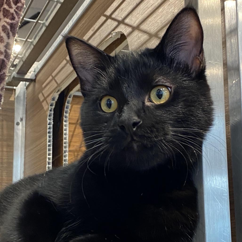 Enlarge Levi, a Adoptable Domestic Short Hair in Leander, TX image 2/5