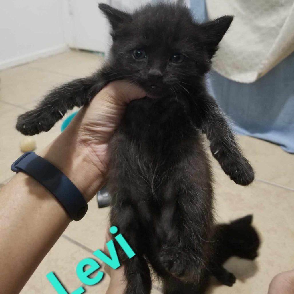 Enlarge Levi, a Adoptable Domestic Short Hair in Leander, TX image 3/5