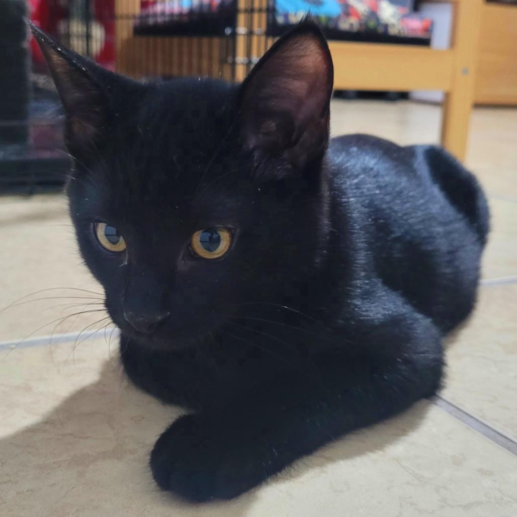 Enlarge Levi, a Adoptable Domestic Short Hair in Leander, TX image 4/5