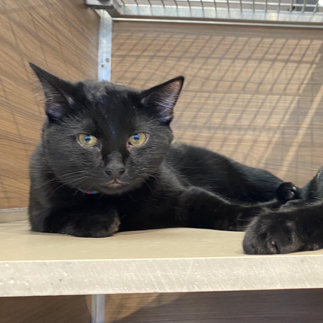 Enlarge Levi, a Adoptable Domestic Short Hair in Leander, TX image 5/5