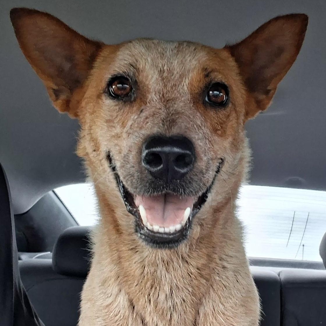 Riley, an adopted Australian Cattle Dog / Blue Heeler in Denver, CO image 1/2