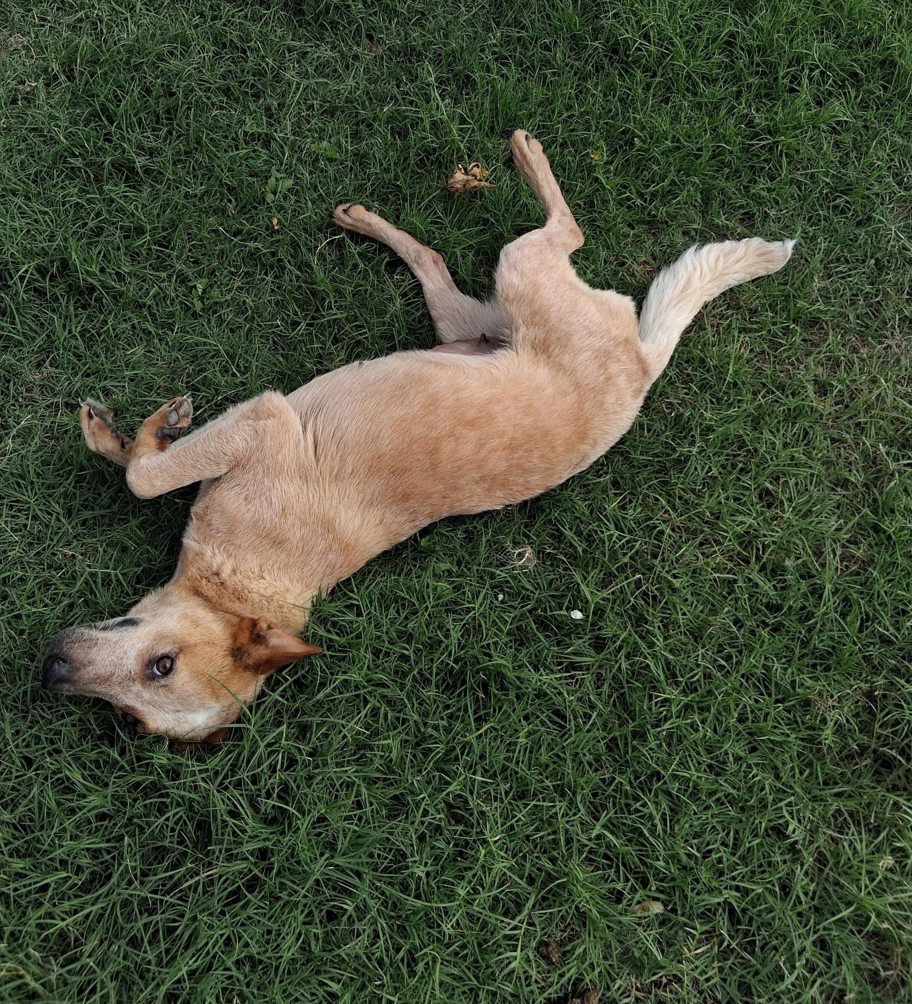 Riley, an adopted Australian Cattle Dog / Blue Heeler in Denver, CO image 2/2