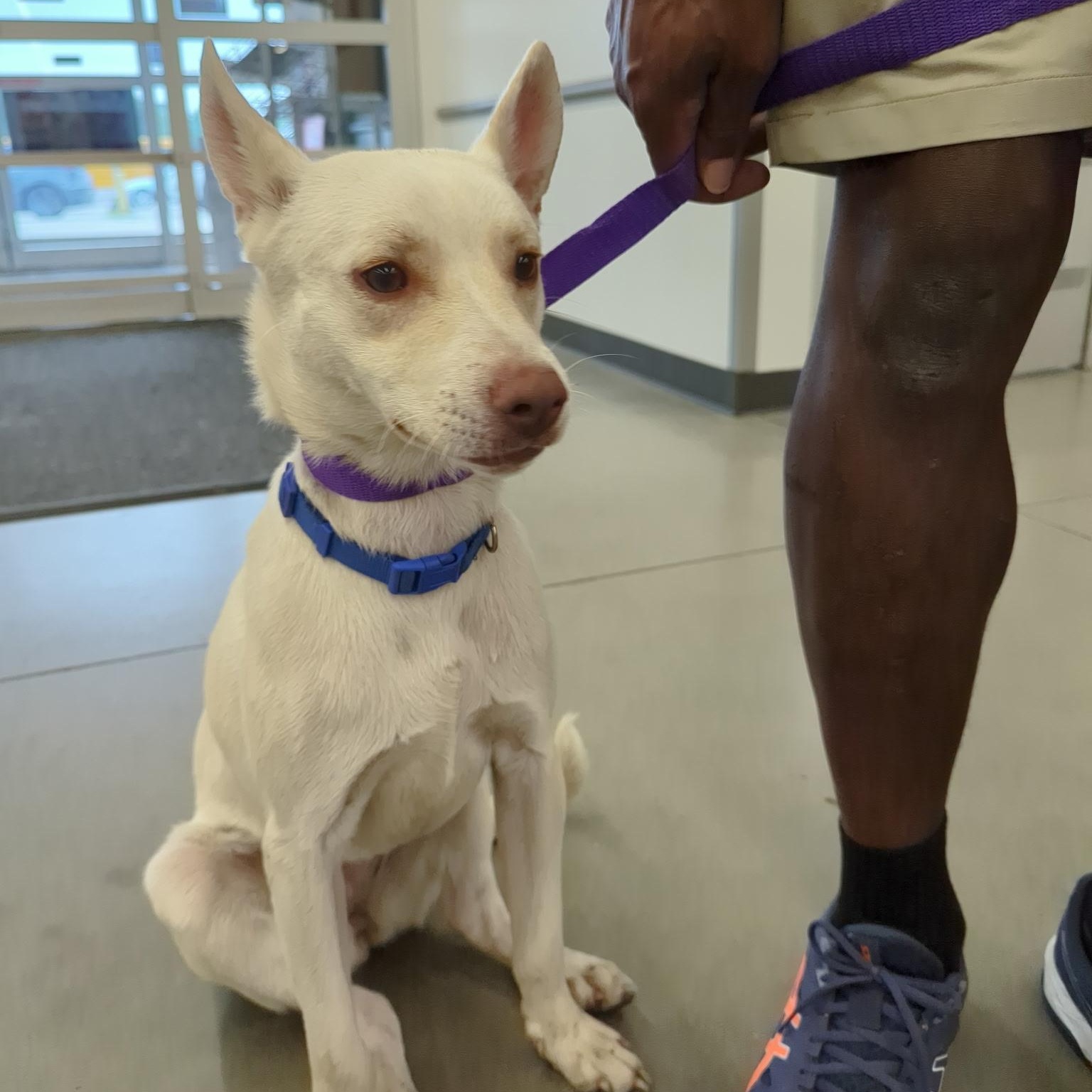 Rue - Local In RI, a Adoptable mixed breed in Johnston, RI image 2/5