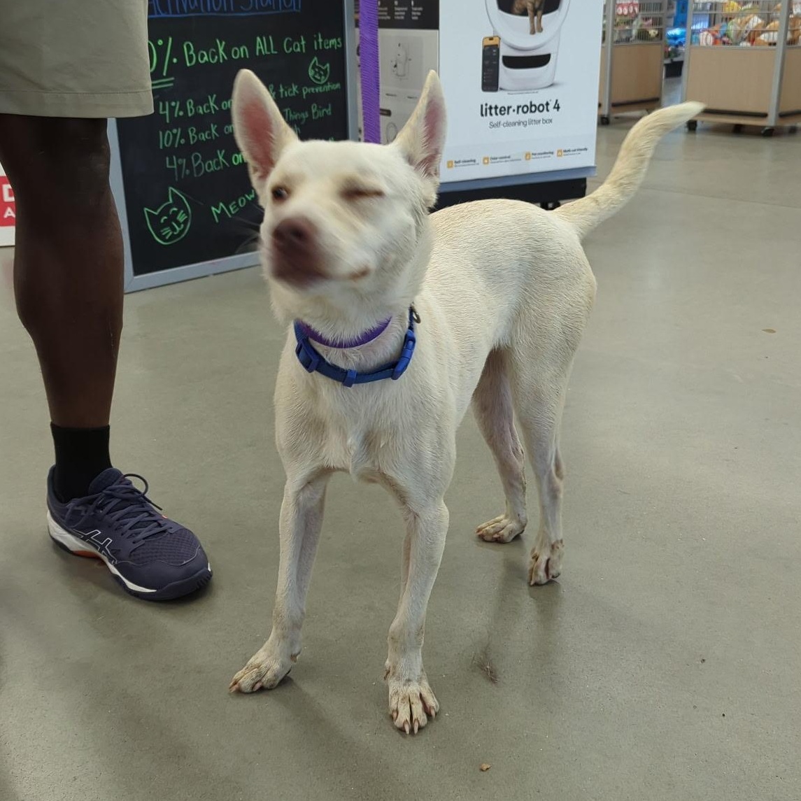 Rue - Local In RI, a Adoptable mixed breed in Johnston, RI image 3/5