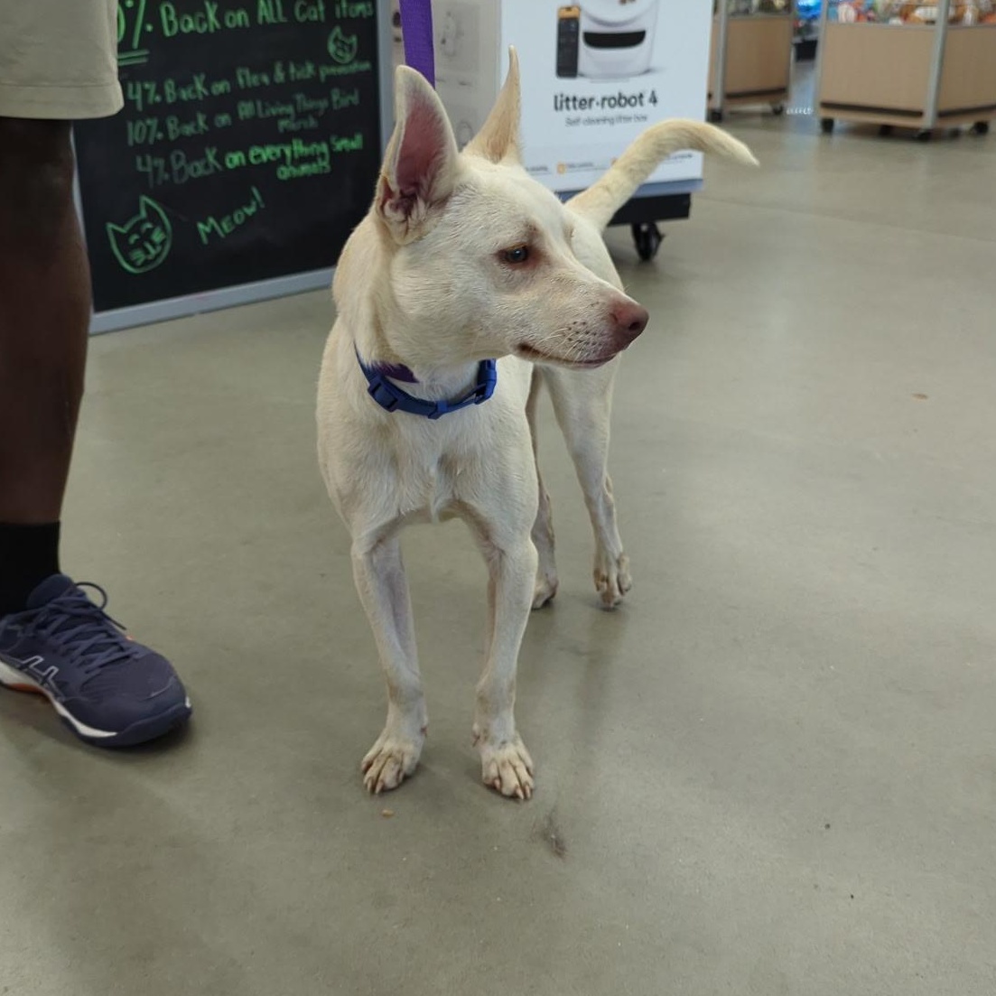 Rue - Local In RI, a Adoptable mixed breed in Johnston, RI image 4/5