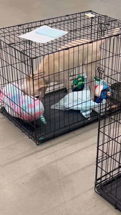 Enlarge Rue - Local In RI, a Adoptable mixed breed in Johnston, RI video 5/5