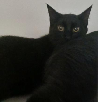 Enlarge Nova, a Adoptable mixed breed in Erin, ON image 1/1