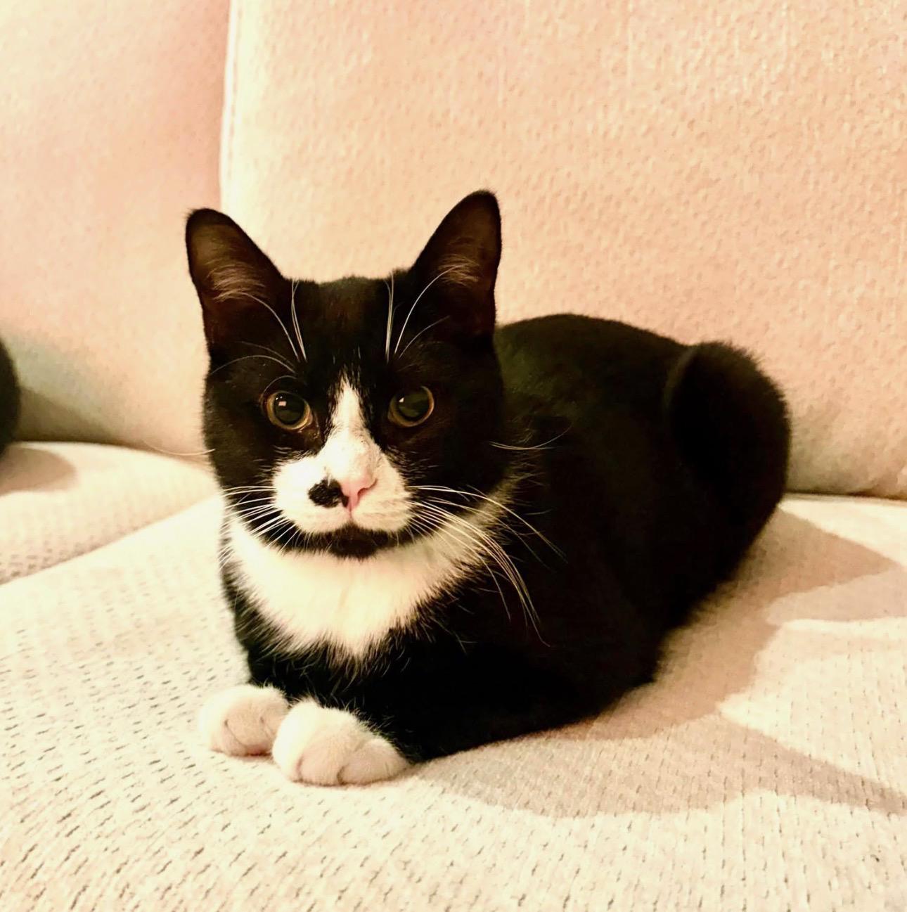 Pippen, ADOPTABLE, Young Male Domestic Short Hair.