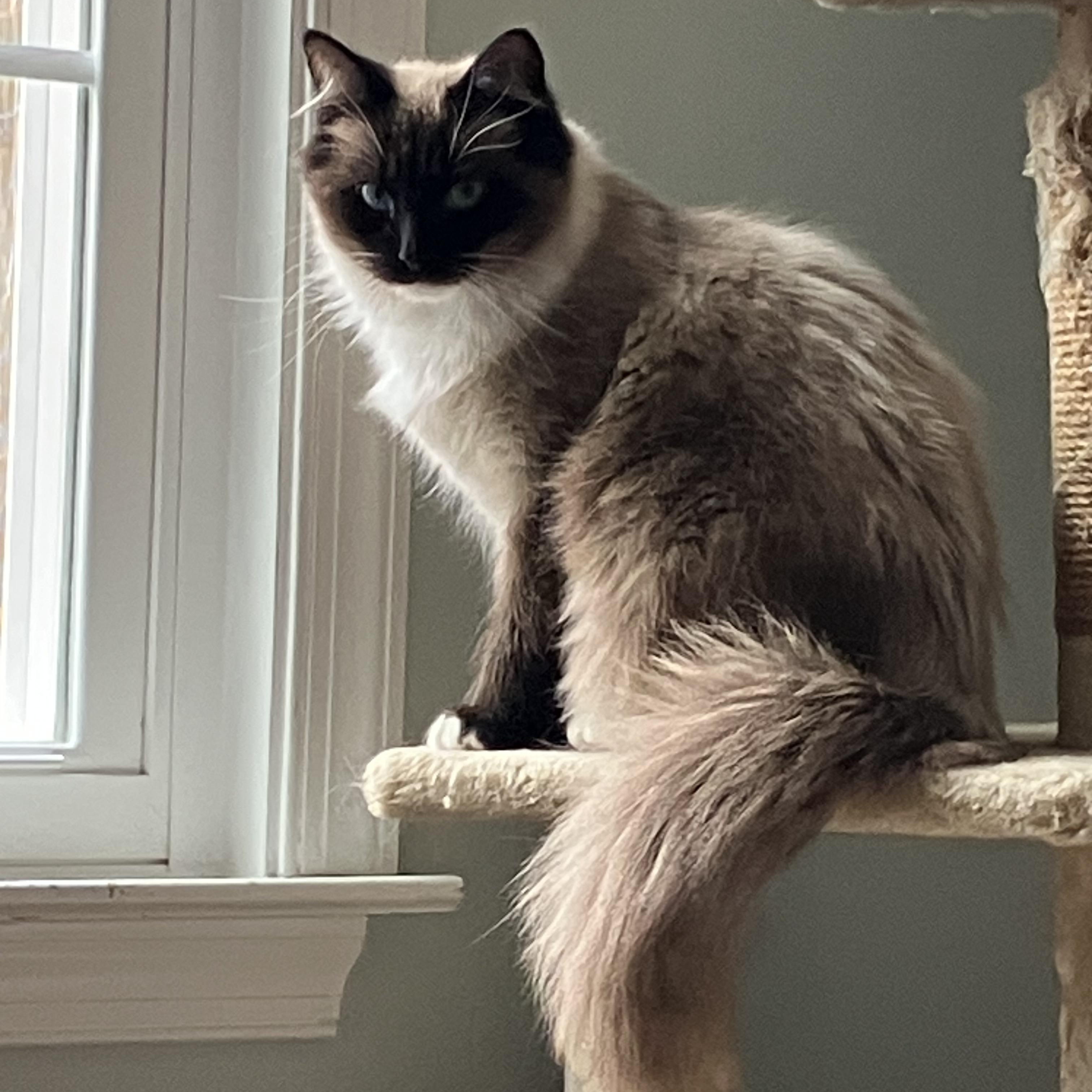 Enlarge Lazlo - Mr. Blue-eyes, a ADOPTABLE mixed breed in Arlington, VA image 1/6