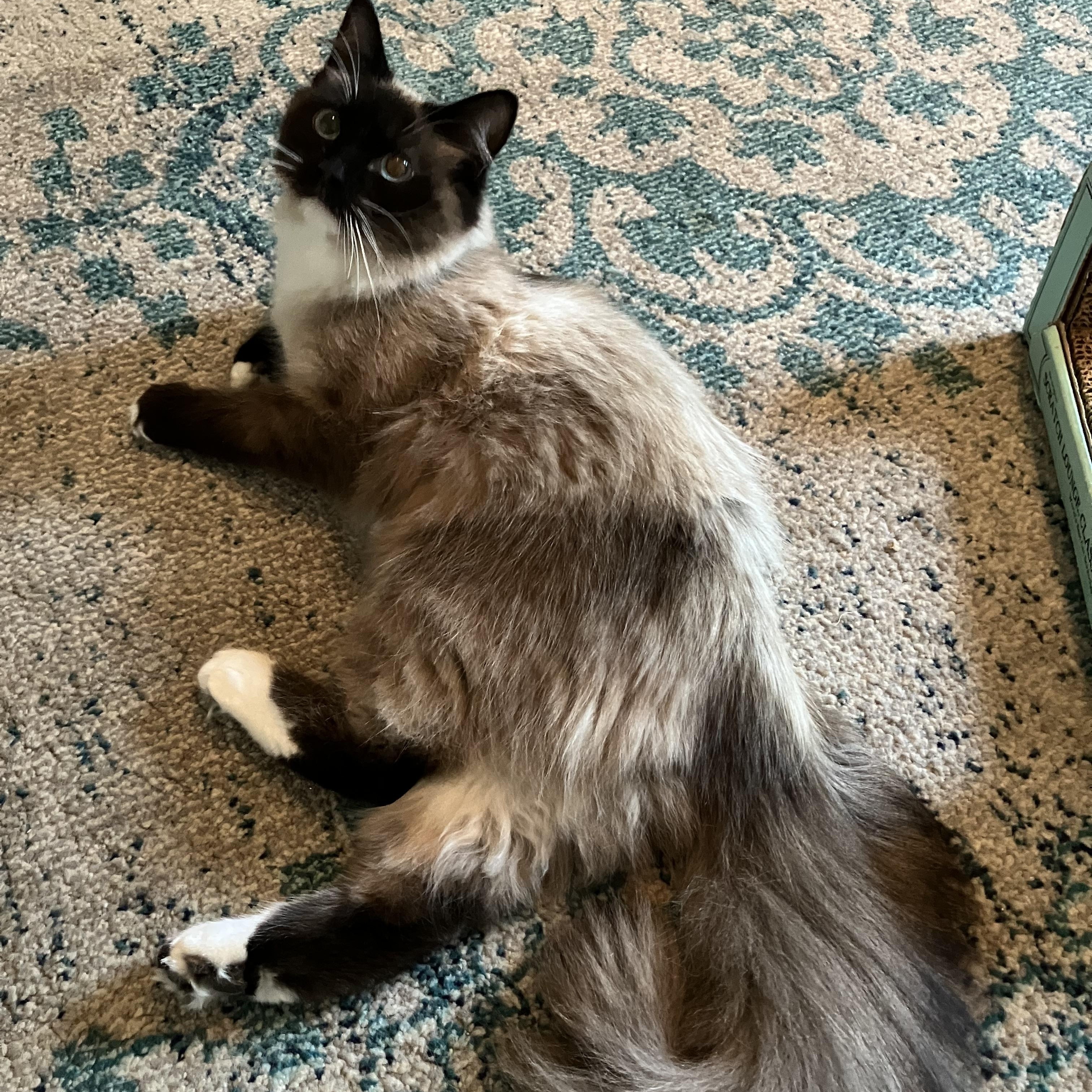 Enlarge Lazlo - Mr. Blue-eyes, a ADOPTABLE mixed breed in Arlington, VA image 4/6