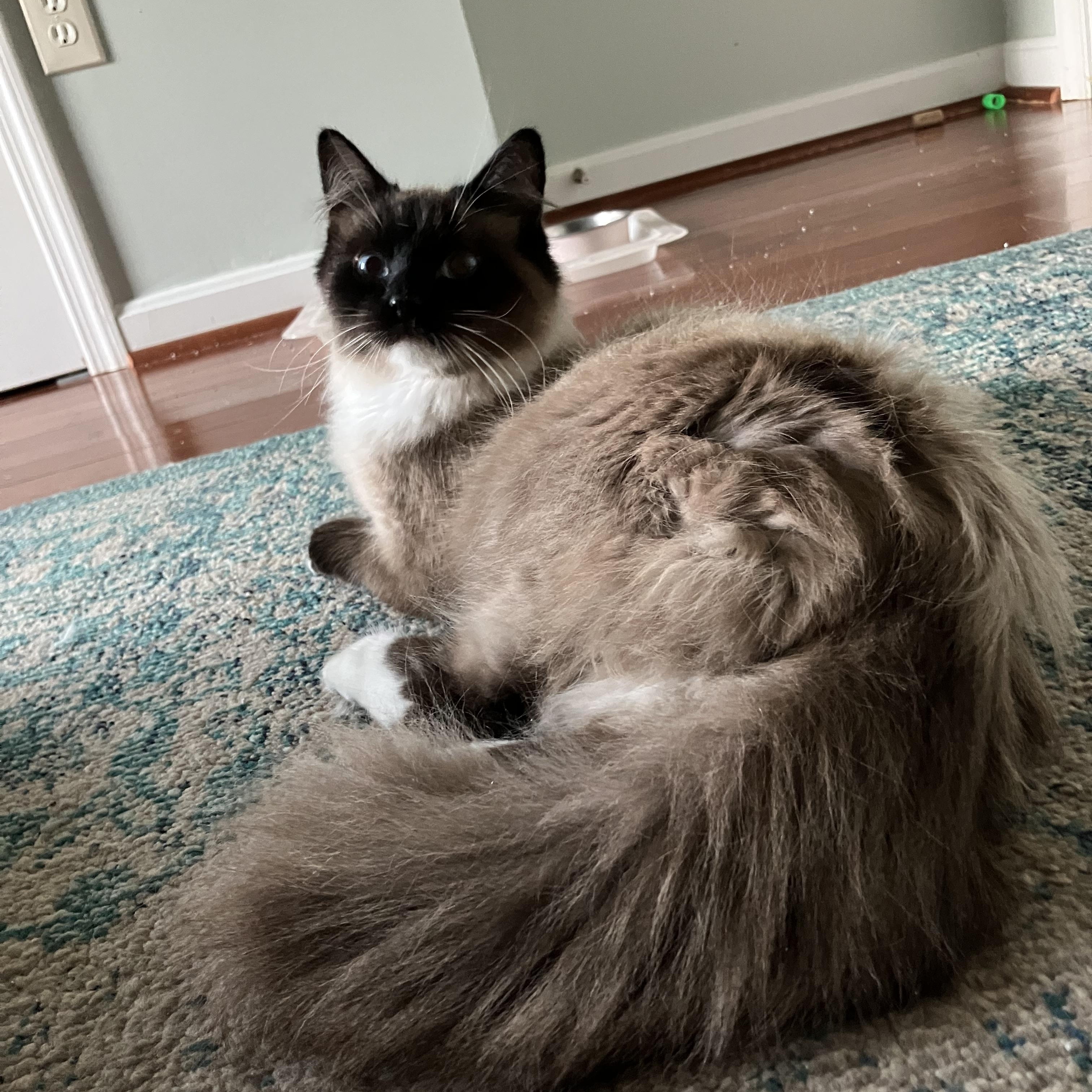 Enlarge Lazlo - Mr. Blue-eyes, a ADOPTABLE mixed breed in Arlington, VA image 3/6