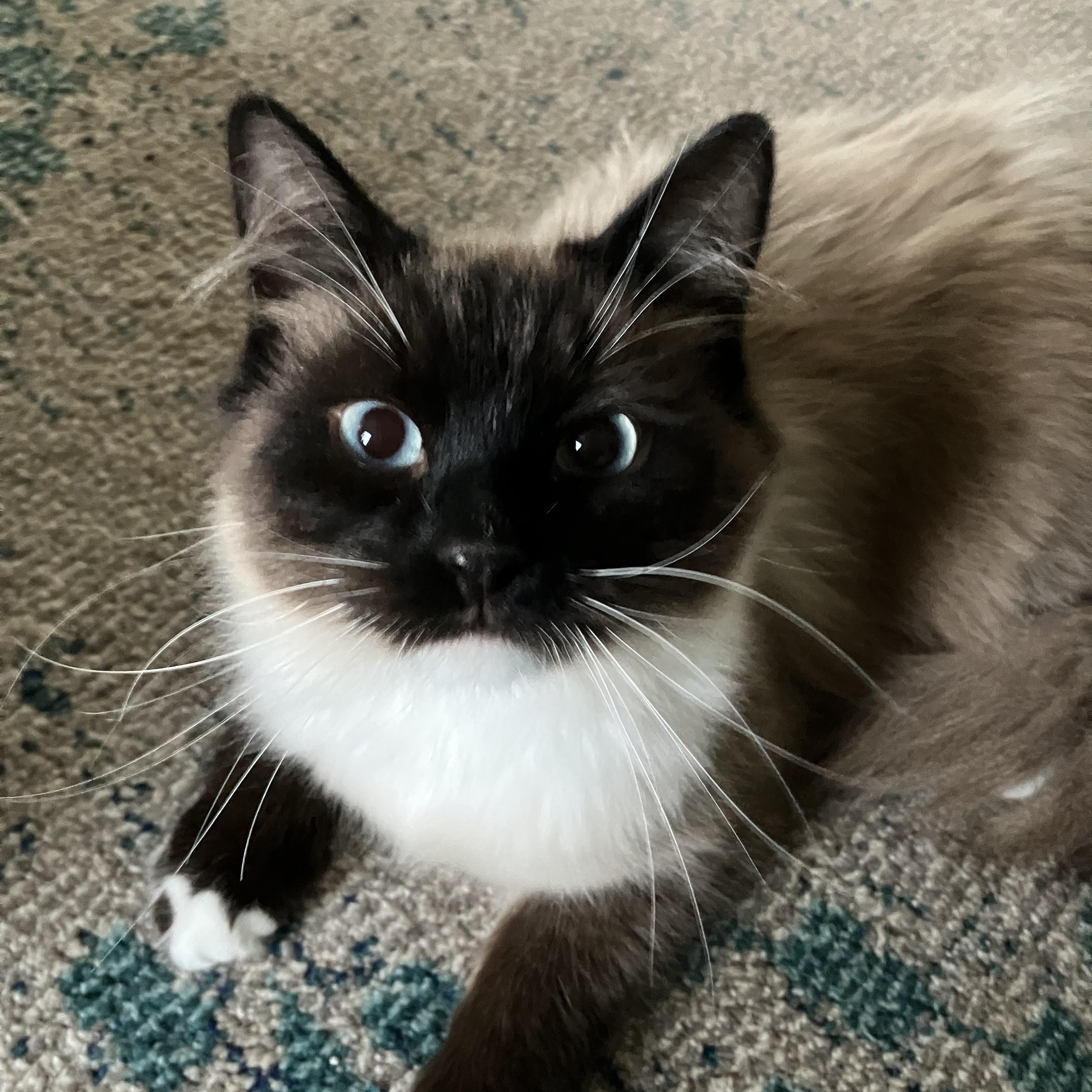 Enlarge Lazlo - Mr. Blue-eyes, a ADOPTABLE mixed breed in Arlington, VA image 2/6