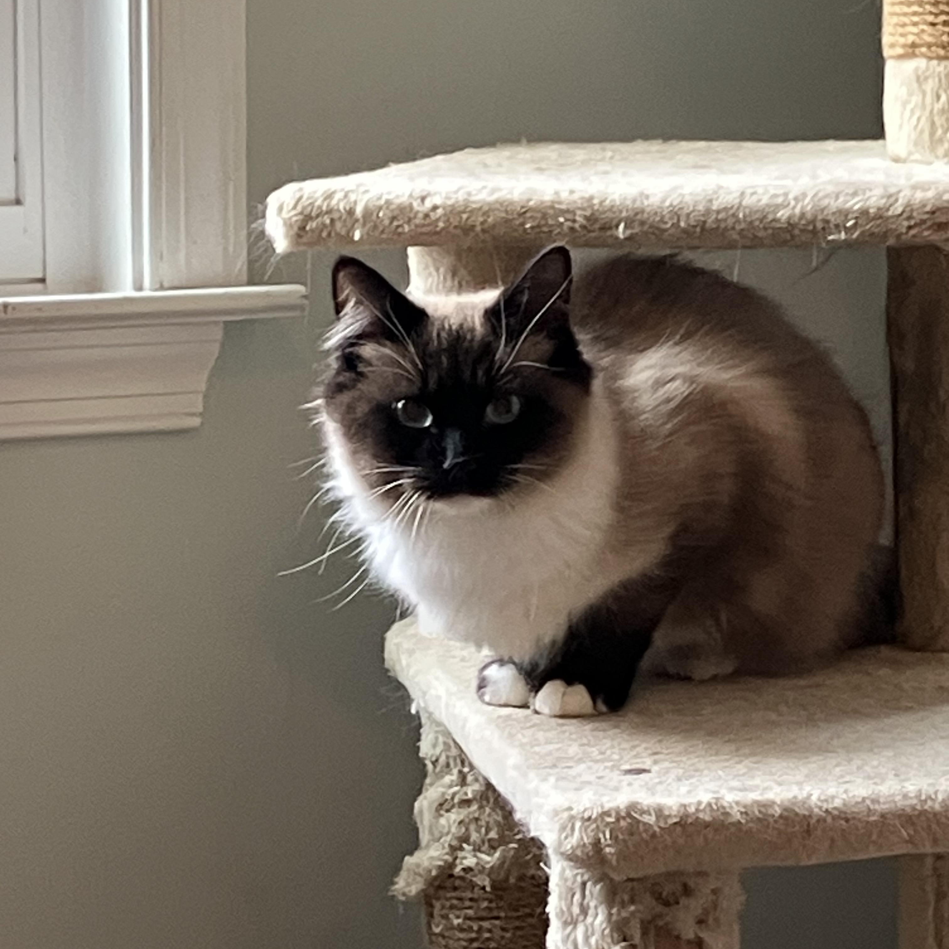 Enlarge Lazlo - Mr. Blue-eyes, a ADOPTABLE mixed breed in Arlington, VA image 5/6