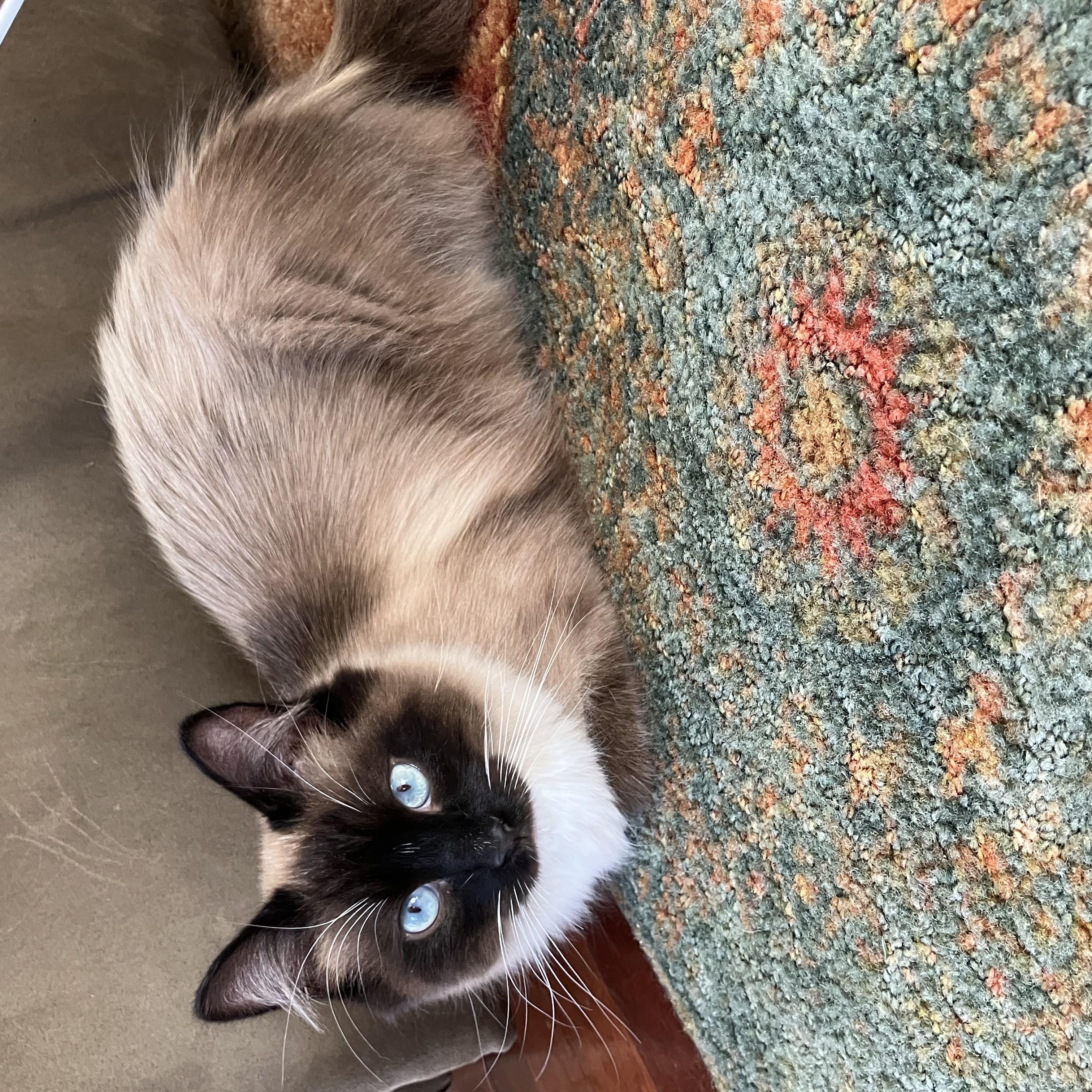 Enlarge Lazlo - Mr. Blue-eyes, a ADOPTABLE mixed breed in Arlington, VA image 6/6