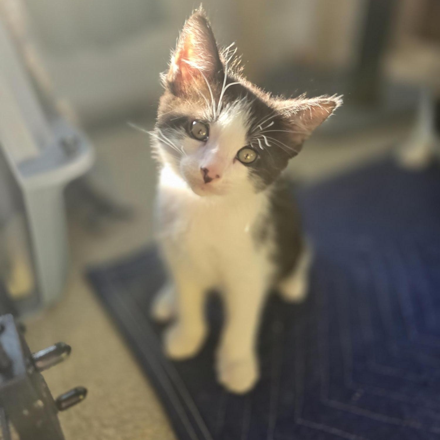 Ranger, a Adoptable Domestic Medium Hair in FITCHBURG, MA image 3/6