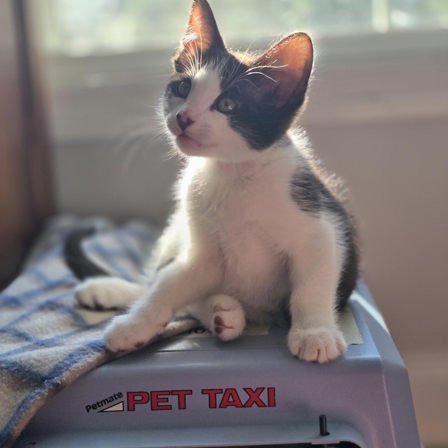 Ranger, Adoptable, Kitten Male Domestic Medium Hair.