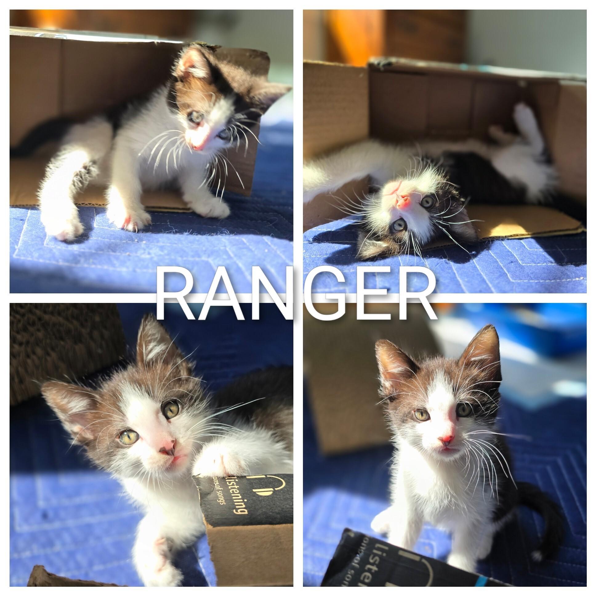 Ranger, a Adoptable Domestic Medium Hair in FITCHBURG, MA image 5/6
