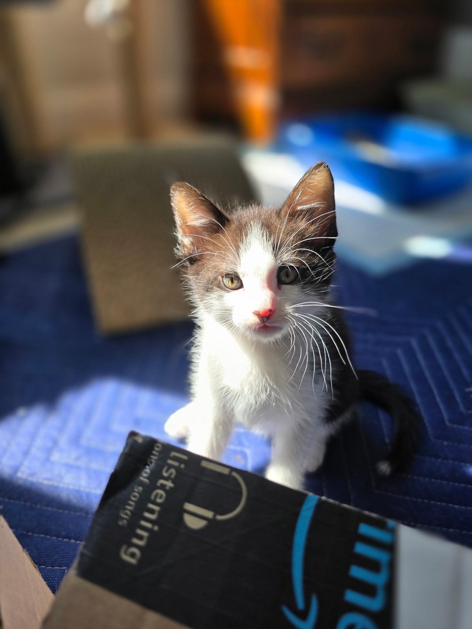 Ranger, a Adoptable Domestic Medium Hair in FITCHBURG, MA image 6/6