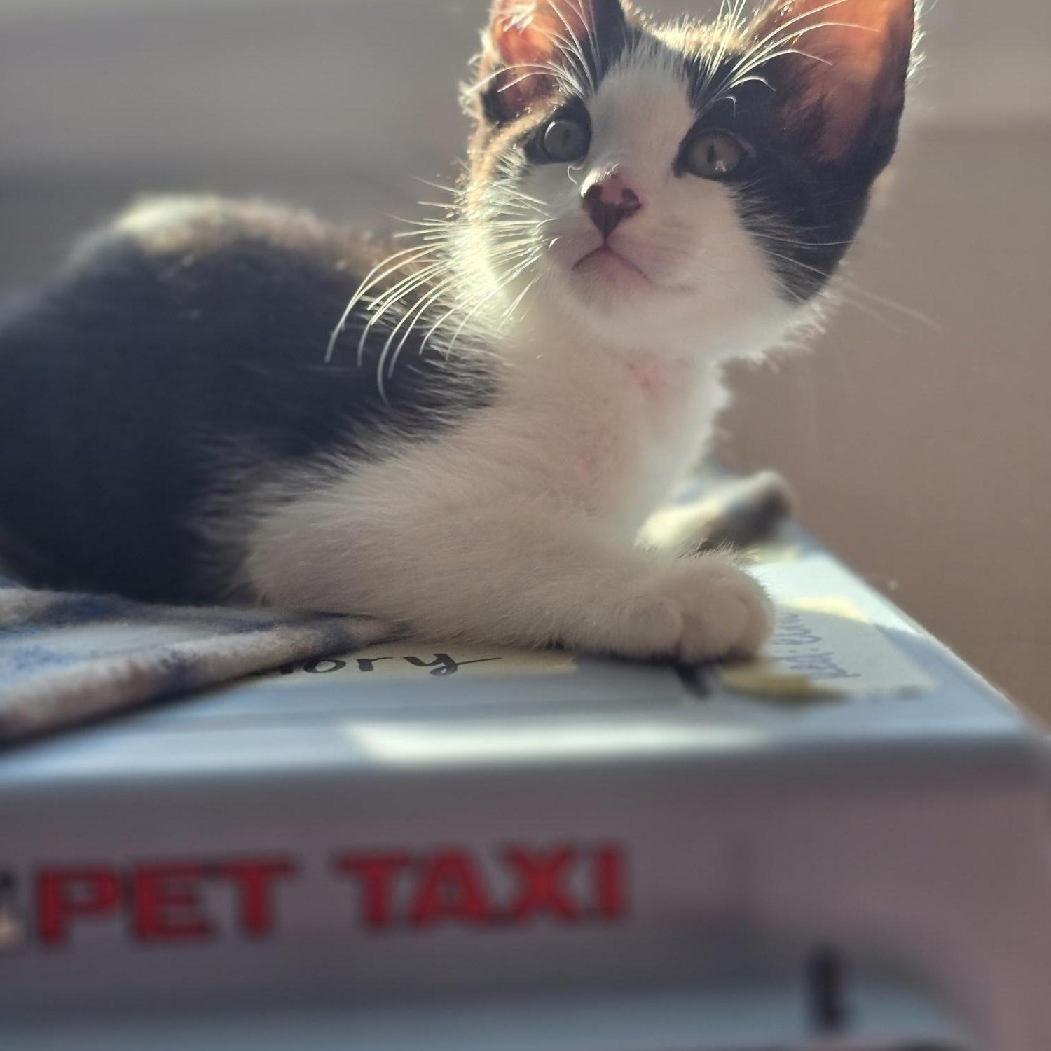 Ranger, a Adoptable Domestic Medium Hair in FITCHBURG, MA image 4/6