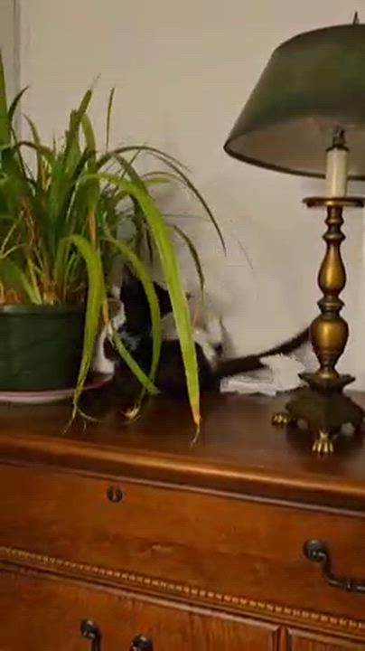 Enlarge Ranger, a Adoptable Domestic Medium Hair in FITCHBURG, MA video 2/6