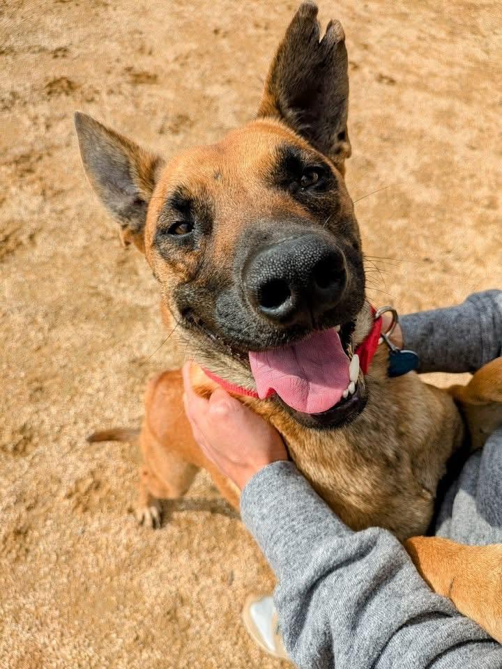 Wendy , Adoptable, Young Female Belgian Shepherd / Malinois.