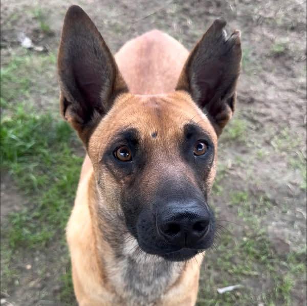 Enlarge Wendy , a Adoptable Belgian Shepherd / Malinois in Petaluma, CA image 6/6