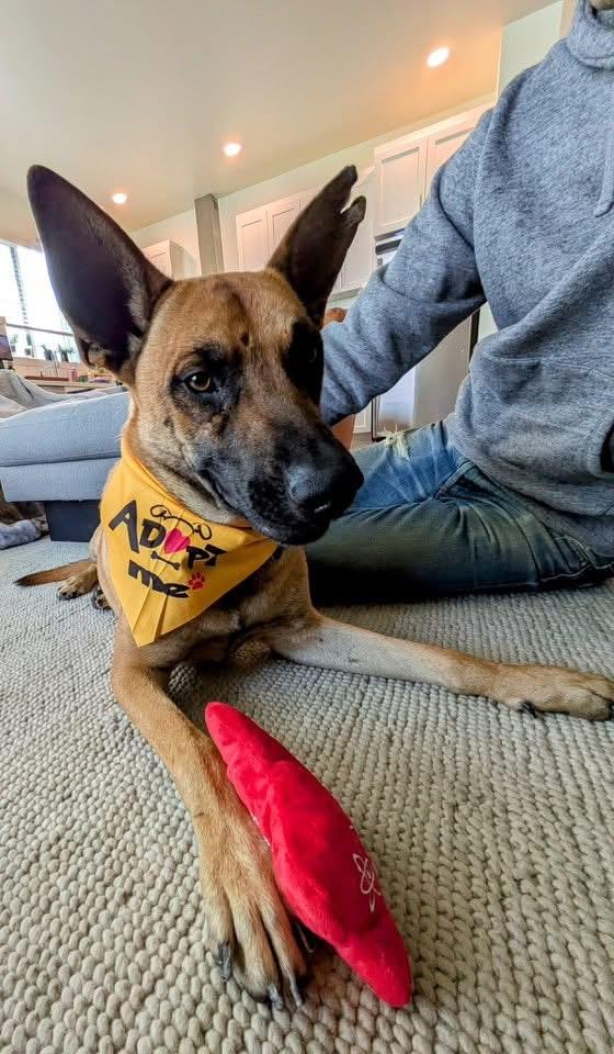 Enlarge Wendy , a Adoptable Belgian Shepherd / Malinois in Petaluma, CA image 5/6