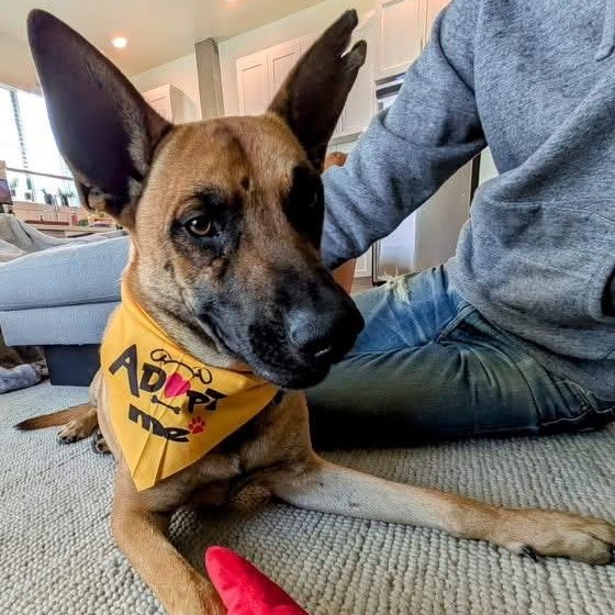 Enlarge Wendy , a Adoptable Belgian Shepherd / Malinois in Petaluma, CA image 5/6