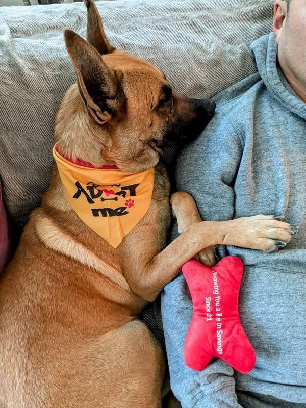 Enlarge Wendy , a Adoptable Belgian Shepherd / Malinois in Petaluma, CA image 3/6