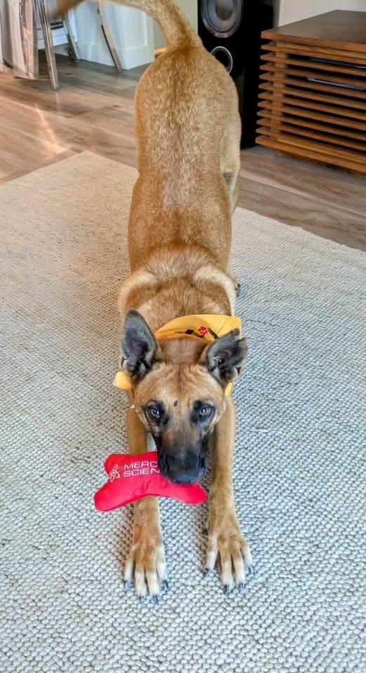 Enlarge Wendy , a Adoptable Belgian Shepherd / Malinois in Petaluma, CA image 4/6