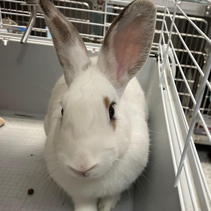 Enlarge Juliet, a Adoptable American in Port Charlotte, FL image 1/1